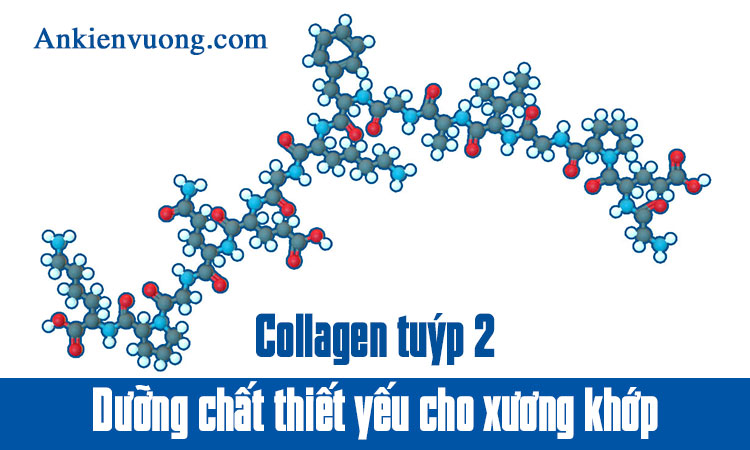 Collagen tuýp 2 - dưỡng chất thiết yếu cho xương khớp 1